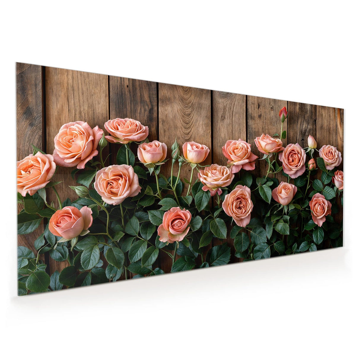 Küchenrückwand aus Glas im Hochformat mit Motiv Rosen vor Holzwand: Apricotfarbene Rosen mit dunkelgrünem Laub vor einer Wand aus rustikalen Holzbrettern.