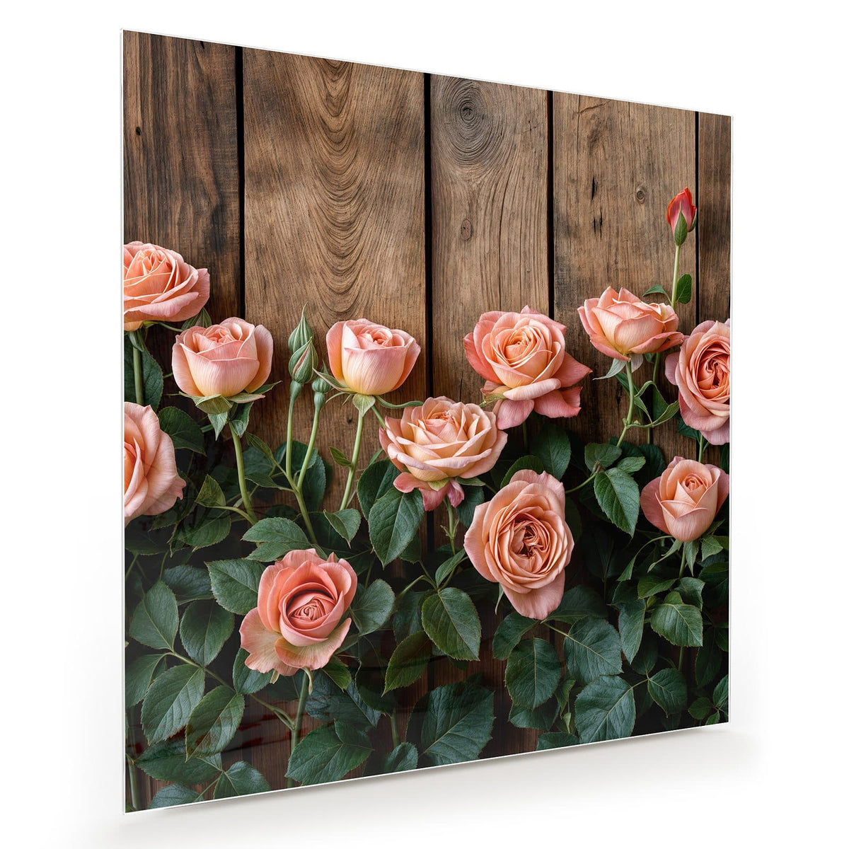 Apricotfarbene Rosen mit dunkelgrünem Laub vor einer Wand aus rustikalen Holzbrettern.