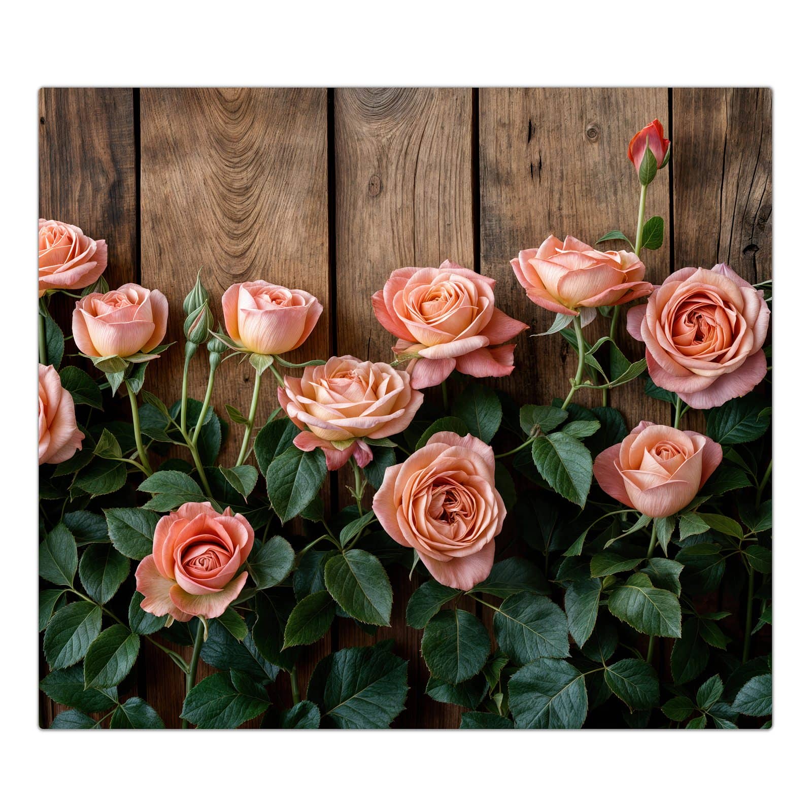 1-teilige Ceranfeld Abdeckungen mit Rosen Holzhintergrund-Motiv in der Frontansicht