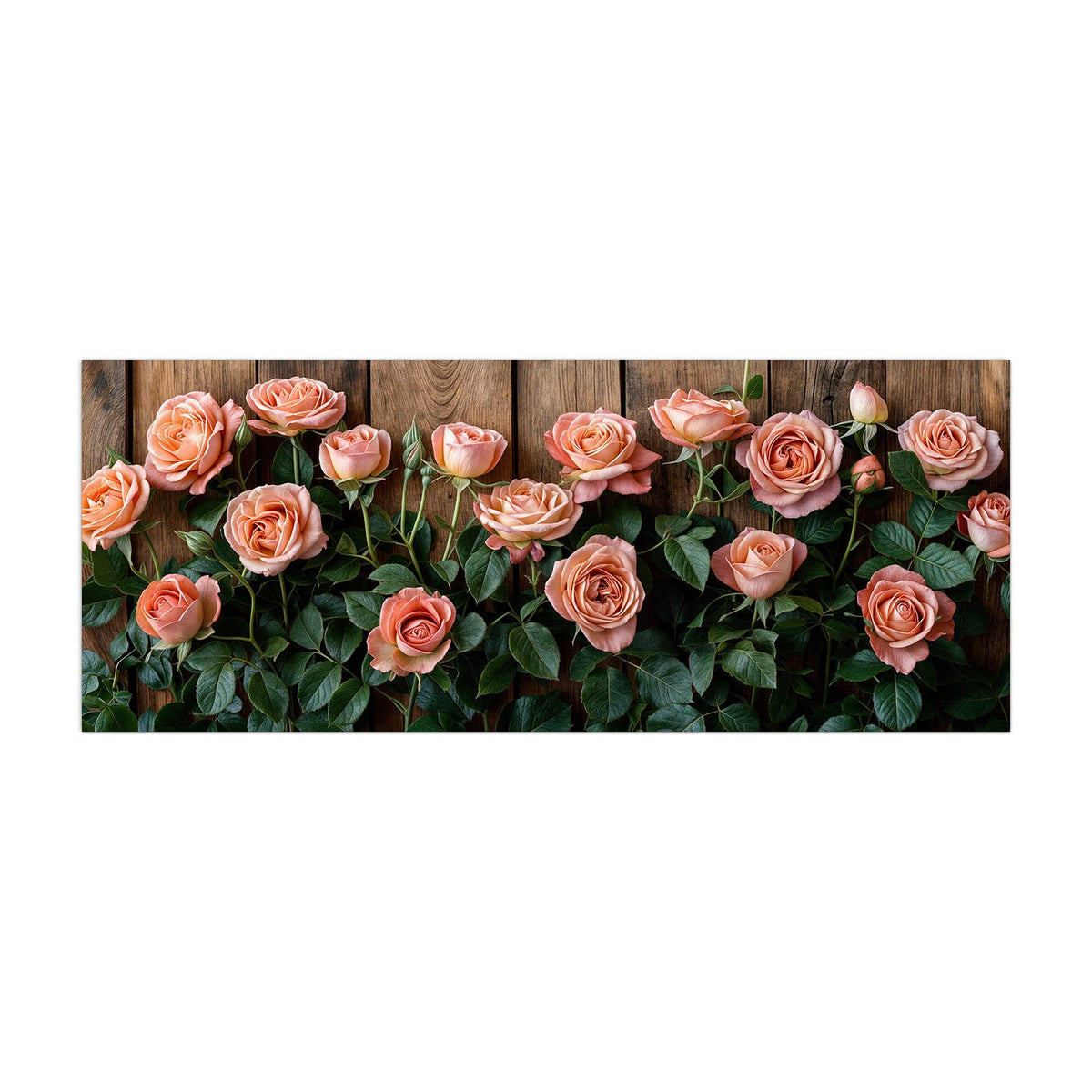 Küchenrückwand aus Glas Rosen vor Holzwand im Hochformat, Motiv bildfüllend von vorn