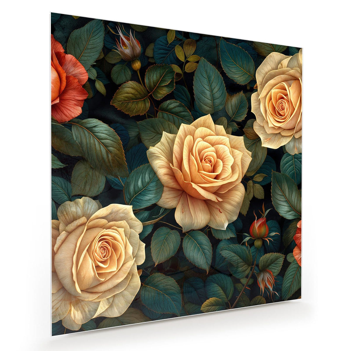 cremefarben-apricot Rosen zwischen dunkelgrün-blauen Blättern