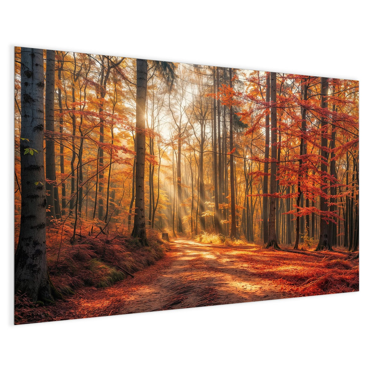 4 mm Glas statt lackiertem Blech – Magnettafel - Waldweg im Herbstlicht