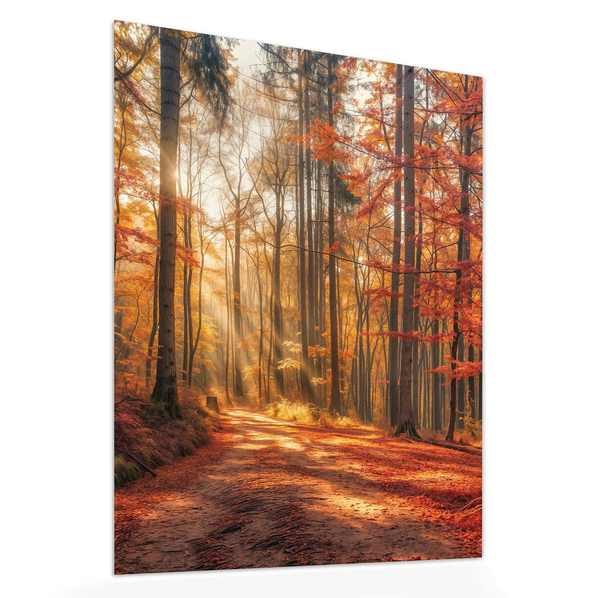 Echtglas, 4 mm – kein Acryl, keine Folie – Wandbild - Waldweg im Herbstlicht - Hochformat