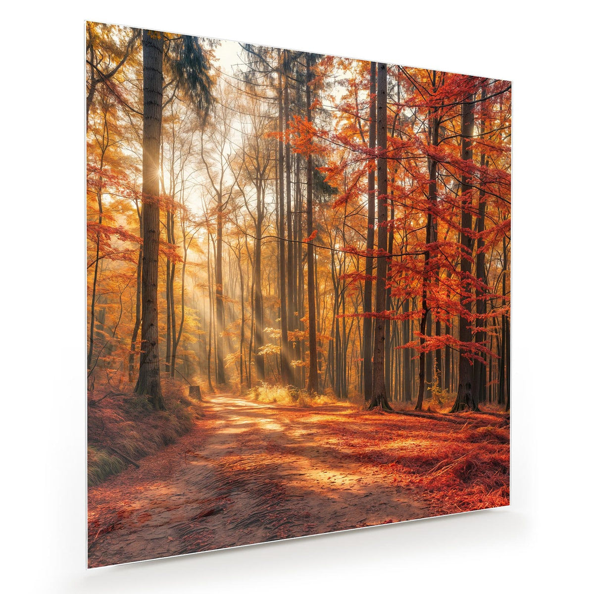 Laubbedeckter Waldweg, Sonnenstrahlen fallen schräg durch rotgoldene Buchen