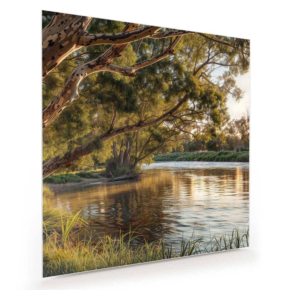 Ausladender Eukalyptus über einem ruhigen Fluss im Abendlicht, Gras im Vordergrund