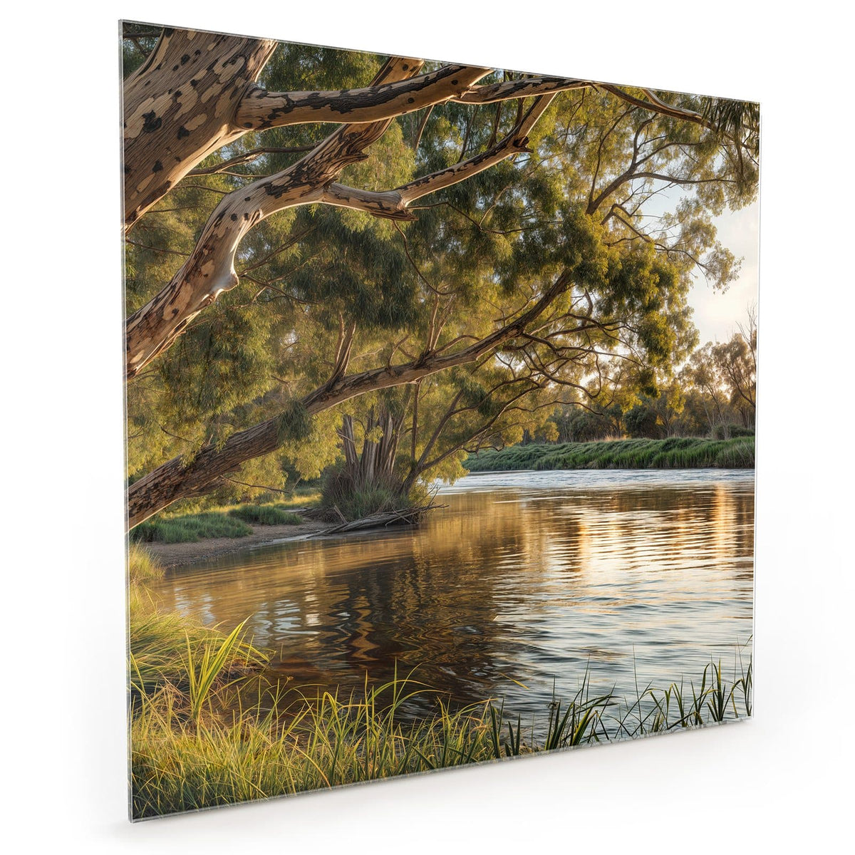 Küchenrückwand aus Glas im quadratischen Format mit Motiv Baum am Flussufer: Ausladender Eukalyptus über einem ruhigen Fluss im Abendlicht, Gras im Vordergrund #grösse_40 x 40 cm #grösse_50 x 50 cm #grösse_60 x 60 cm