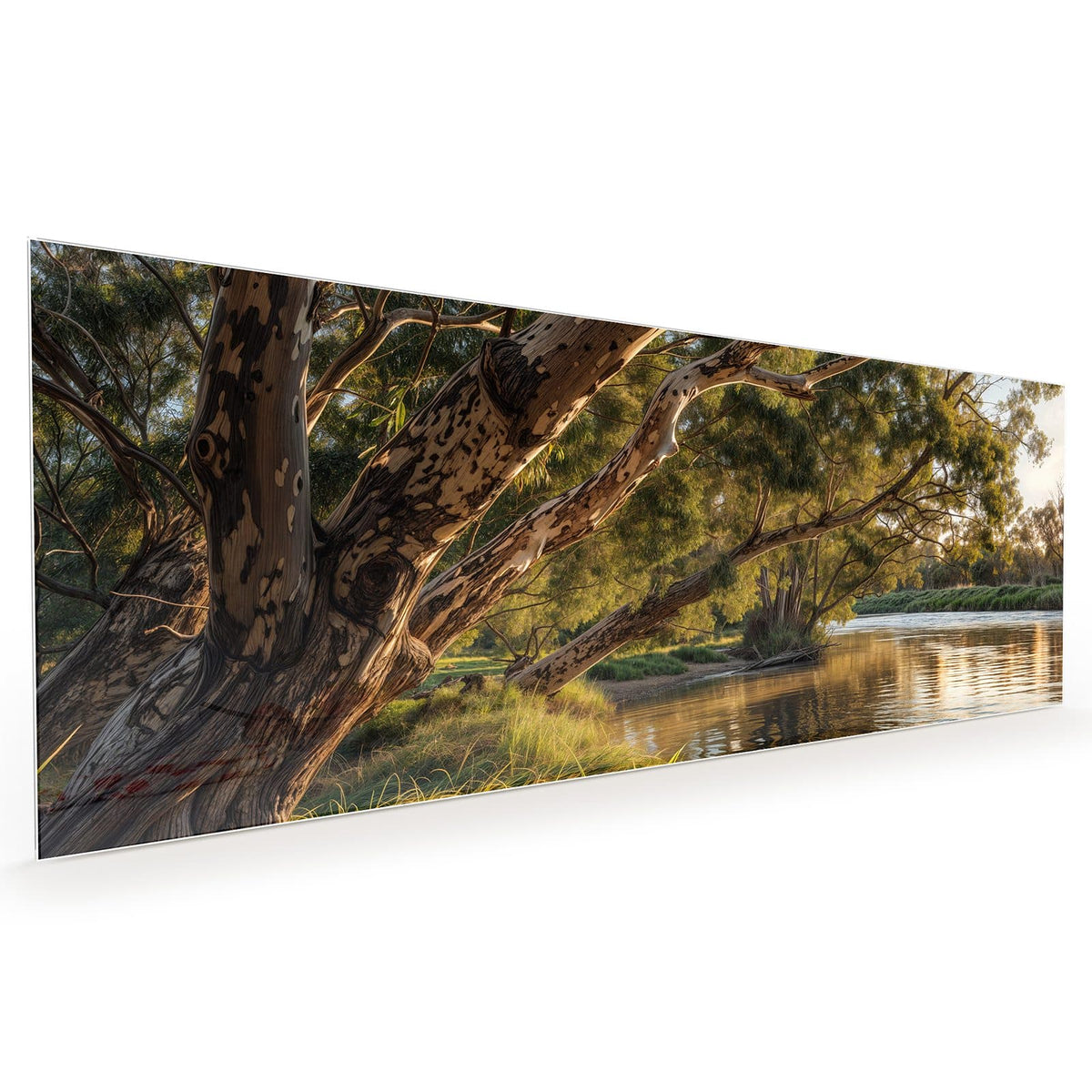 Küchenrückwand aus Glas im Hochformat mit Motiv Baum am Flussufer: Ausladender Eukalyptus über einem ruhigen Fluss im Abendlicht, Gras im Vordergrund #grösse_40 x 100 cm #grösse_50 x 125 cm #grösse_60 x 150 cm