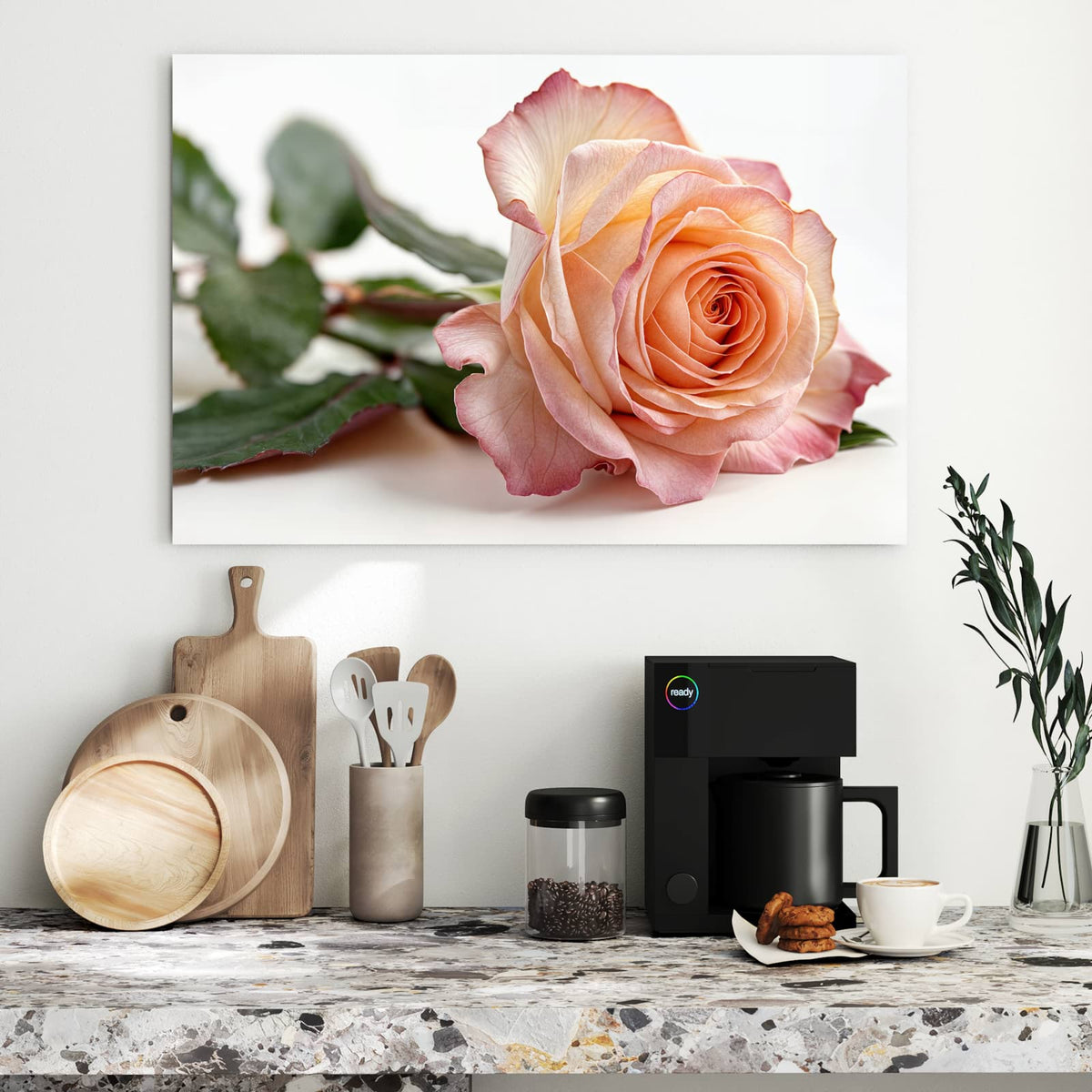 Liegende Rose in Apricot mit rosa Rand und grünen Blättern vor Weiß