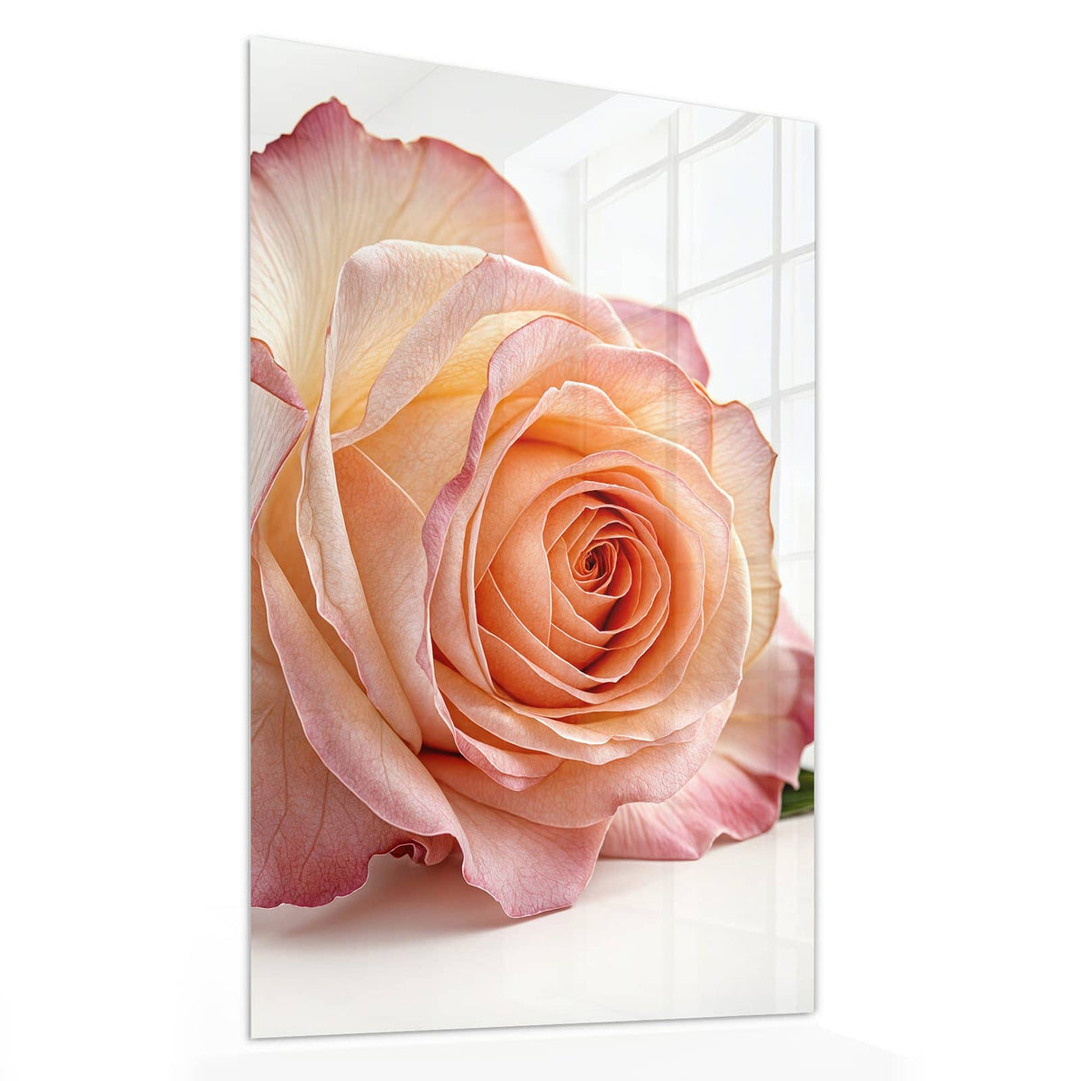 11 Größen – von 30 × 60 bis 60 × 150 cm – Wandbild - Rose in Apricot - Hochformat