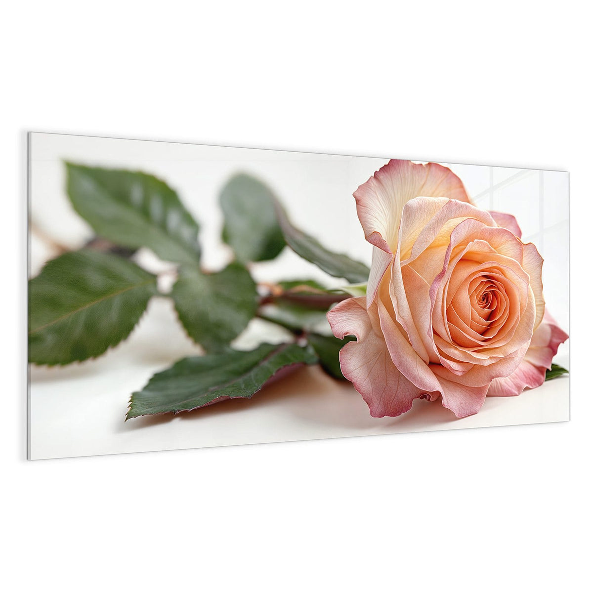 Liegende Rose in Apricot mit rosa Rand und grünen Blättern vor Weiß