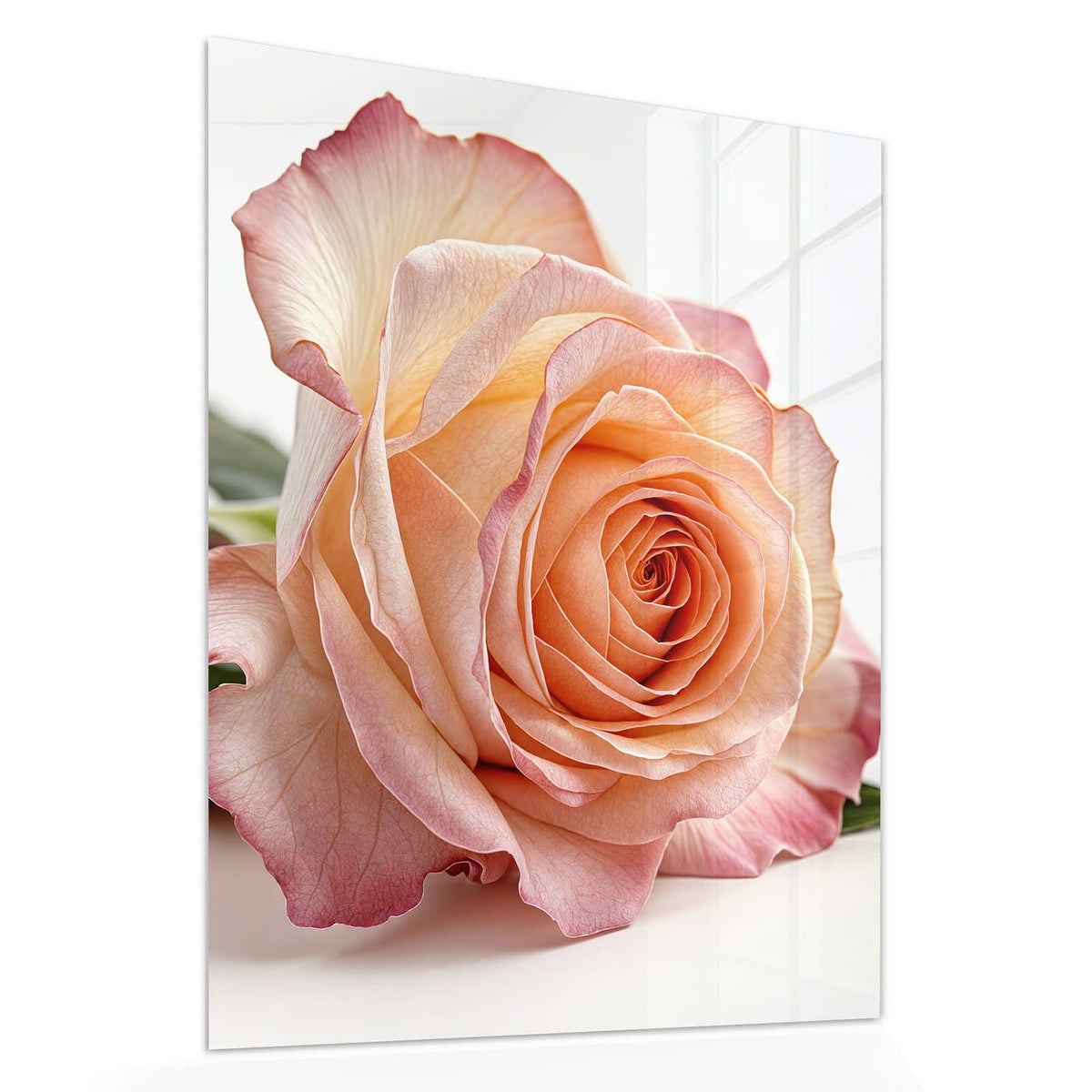 Echtglas, 4 mm – kein Acryl, keine Folie – Wandbild - Rose in Apricot - Hochformat