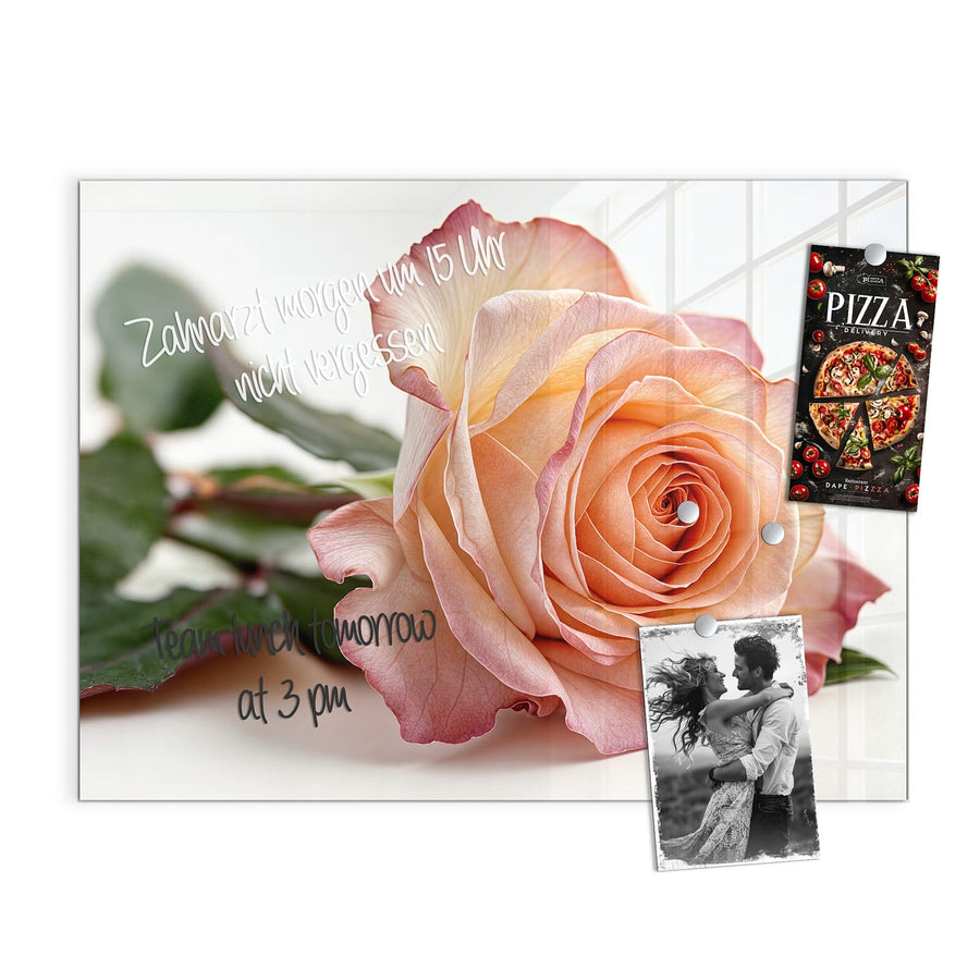 Maße Magnettafel - Rose in Apricot