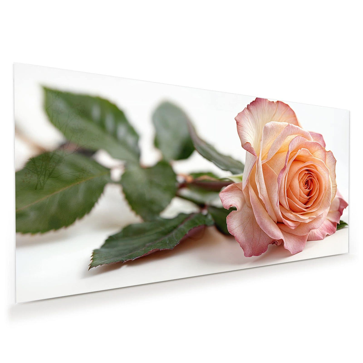 Liegende Rose in Apricot mit rosa Rand und grünen Blättern vor Weiß