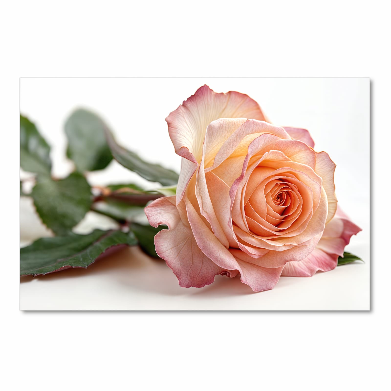 Geruchsneutraler Küchenteppich mit Motiv Elegante Rose Blüte in Frontansicht