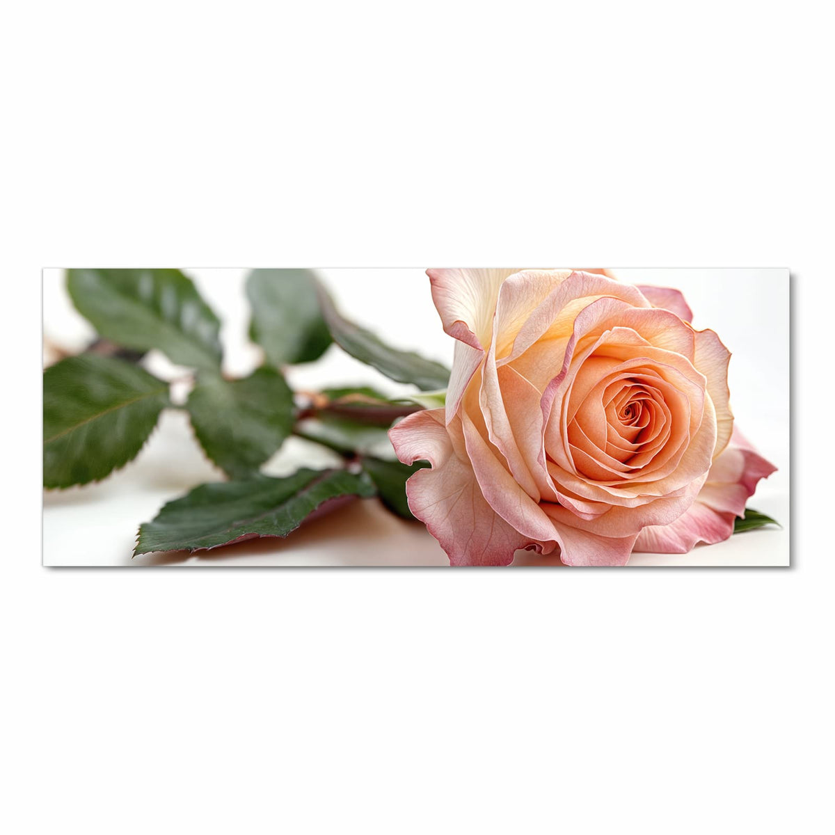 Liegende Rose in Apricot mit rosa Rand und grünen Blättern vor Weiß