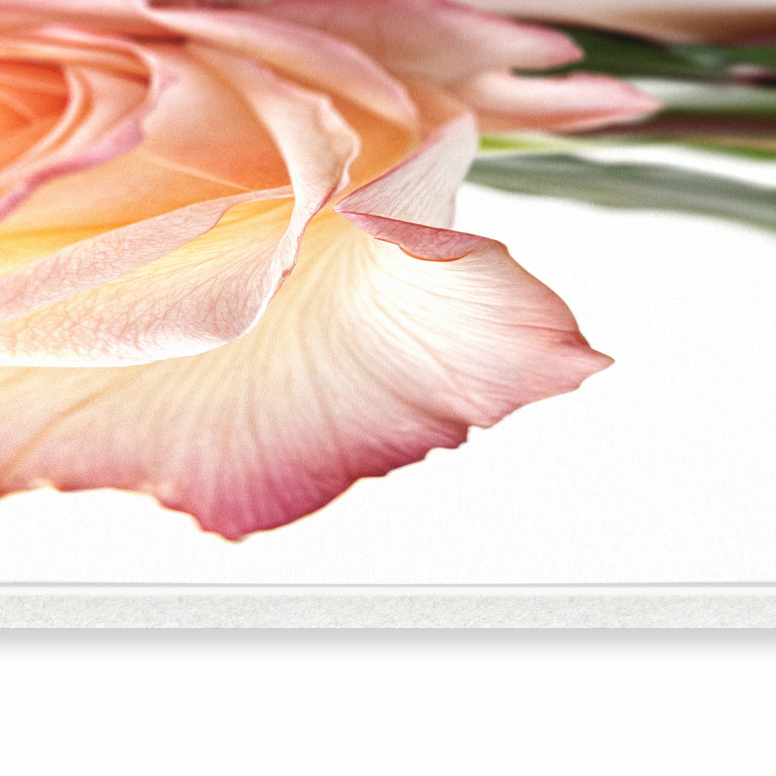 Küchenteppich mit Motiv Elegante Rose Blüte in seitlicher Ansicht für angenehme Haptik