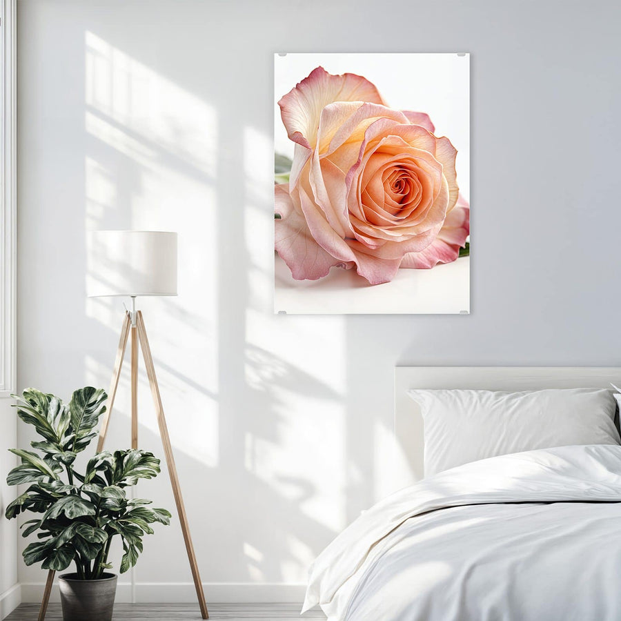 Maße Wandbild - Rose in Apricot - Hochformat