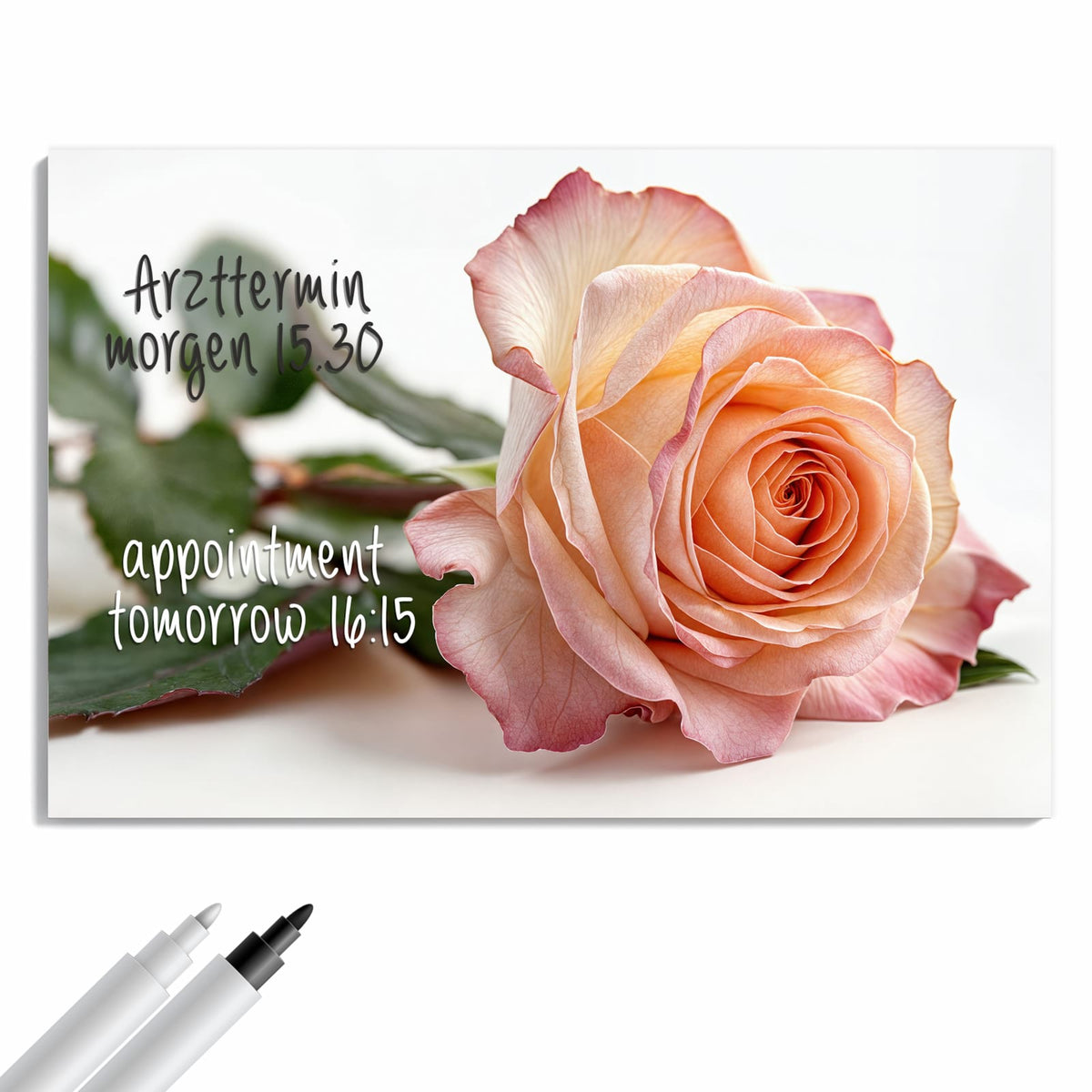Beschreiben, abwischen, anheften – Metall Magnettafel - Rose in Apricot