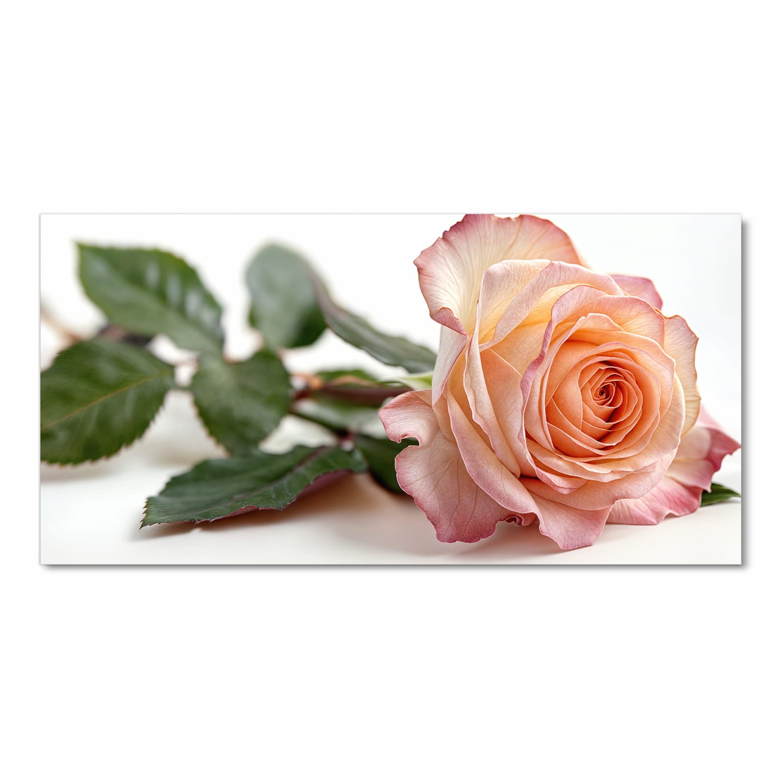 Abriebfester Küchenteppich mit Motiv Elegante Rose Blüte in Frontansicht