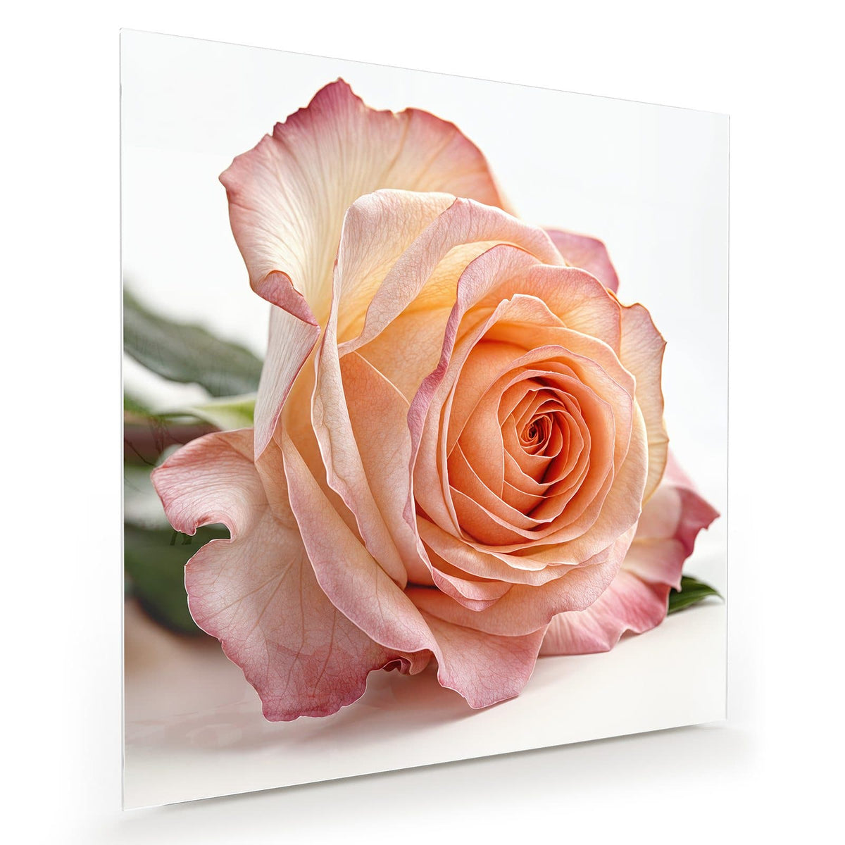 Liegende Rose in Apricot mit rosa Rand und grünen Blättern vor Weiß