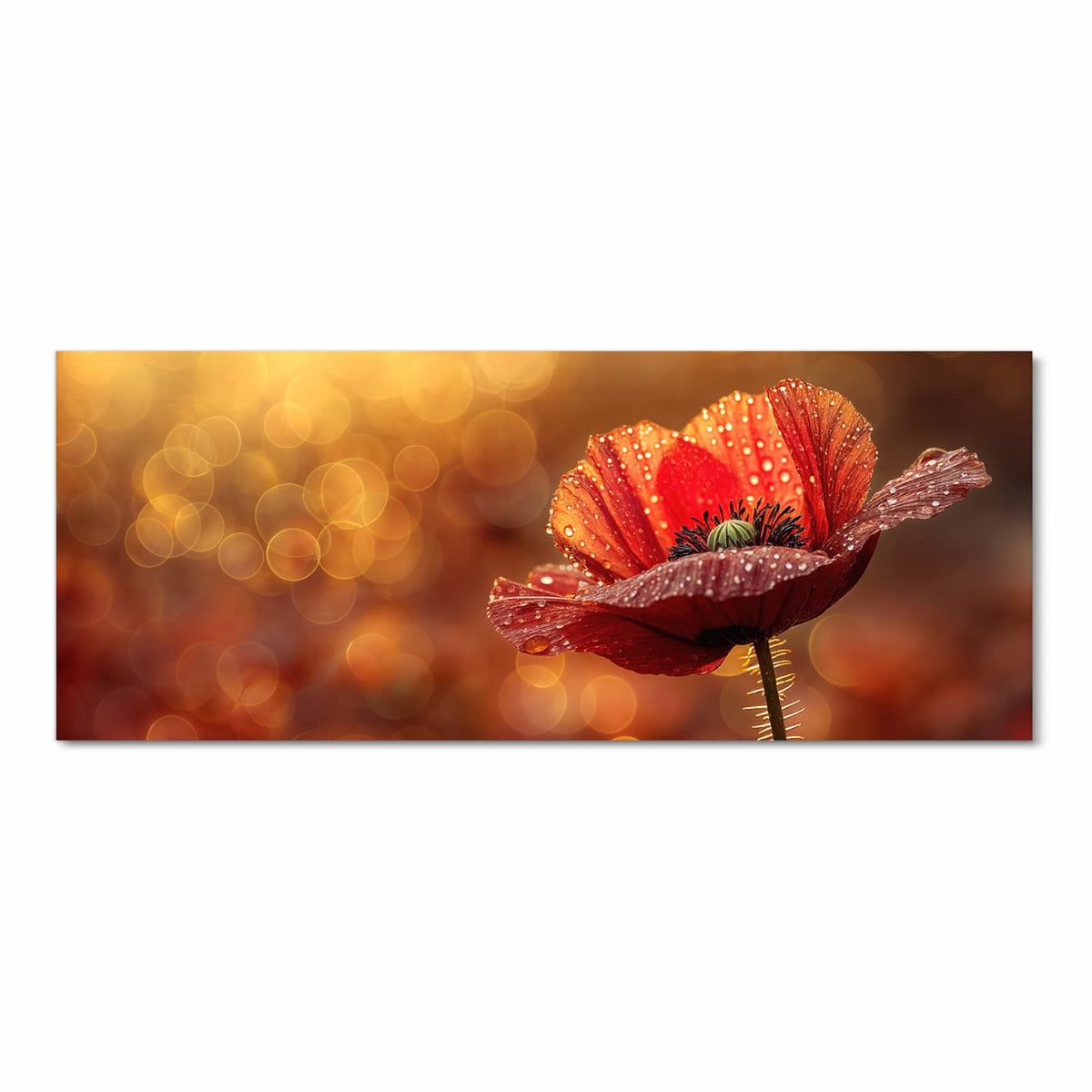 Rote Mohnblume mit Tautropfen vor goldenem Bokeh