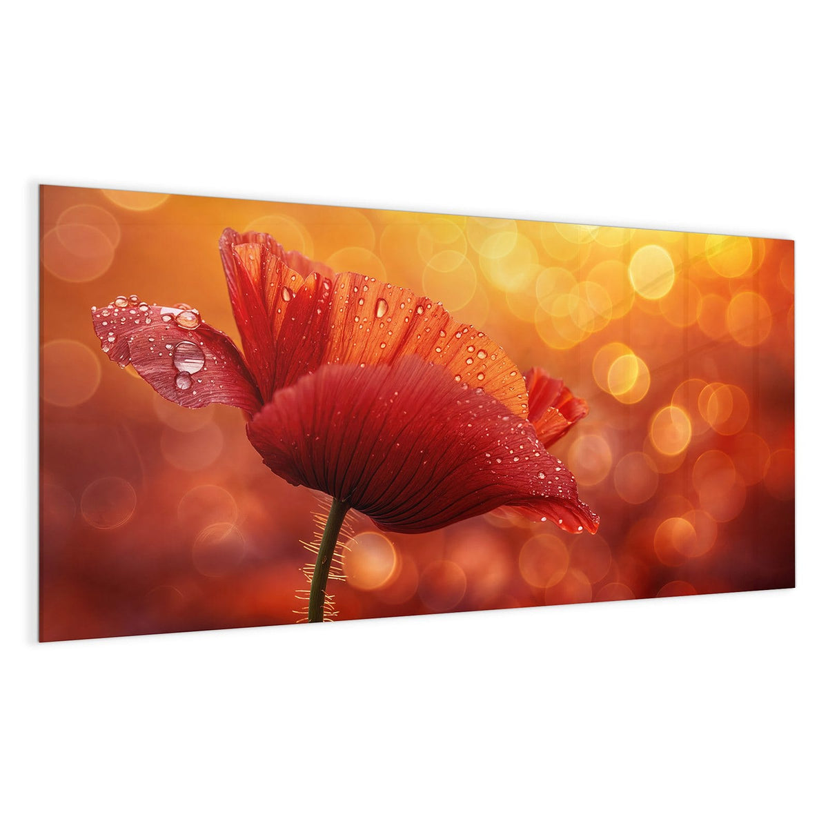 Roter Klatschmohn mit vielen Wassertropfen vor goldorangem Bokeh