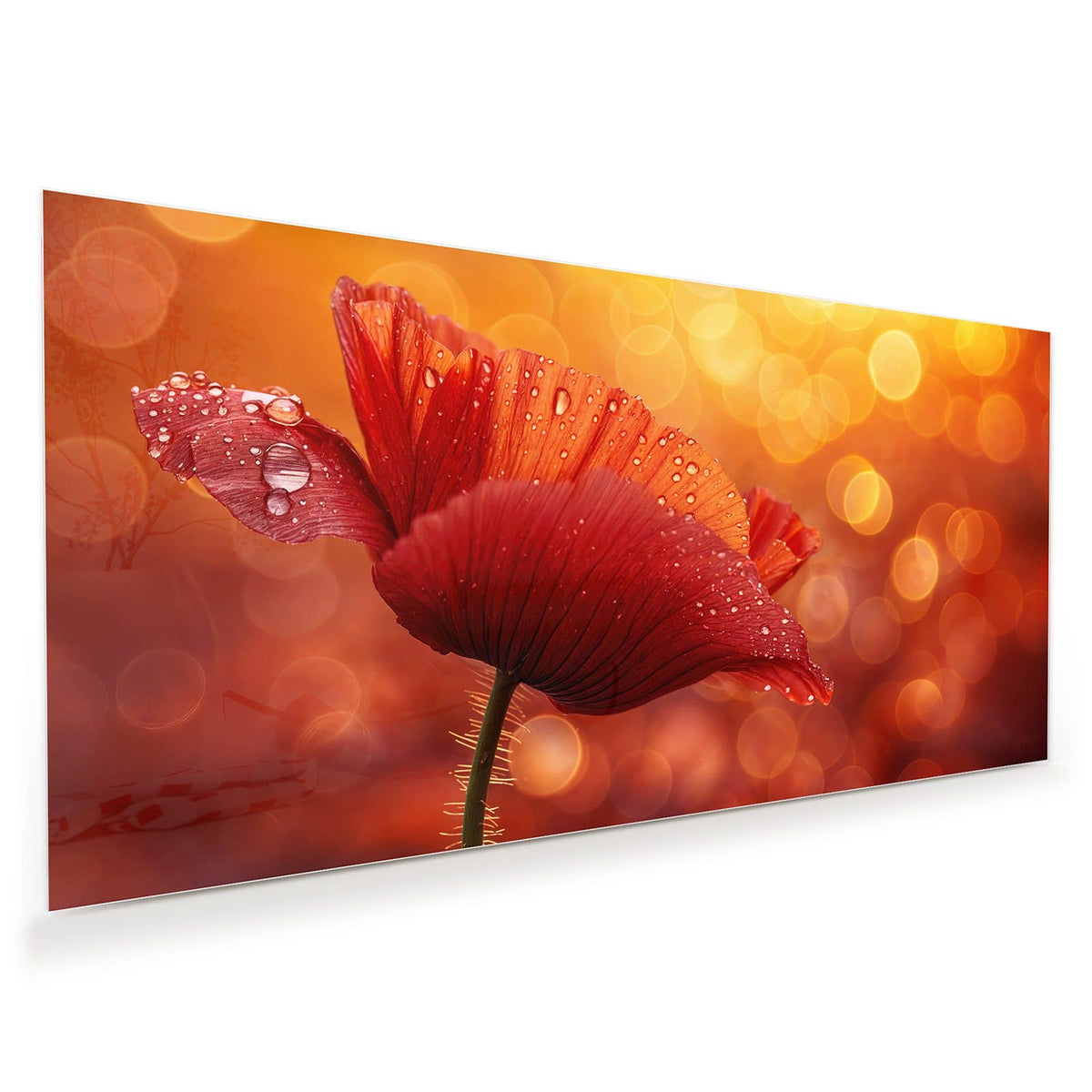 Roter Klatschmohn mit vielen Wassertropfen vor goldorangem Bokeh