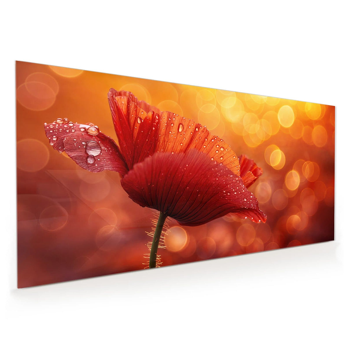 Küchenrückwand aus Glas im Hochformat mit Motiv Mohn mit Tautropfen: Roter Klatschmohn mit vielen Wassertropfen vor goldorangem Bokeh