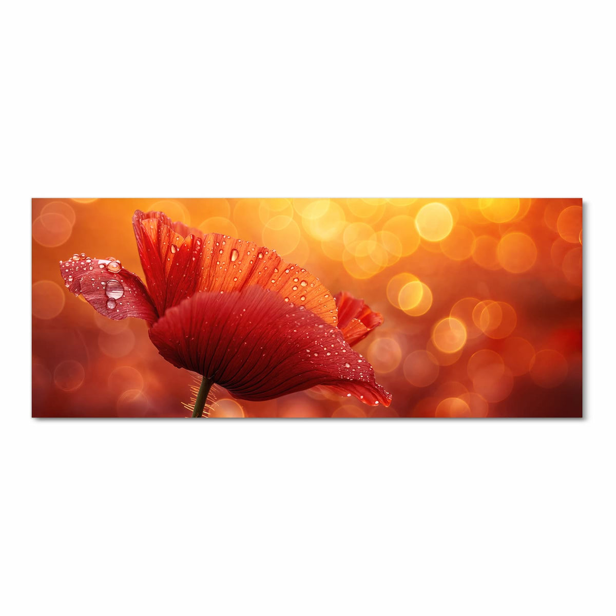 Roter Klatschmohn mit vielen Wassertropfen vor goldorangem Bokeh