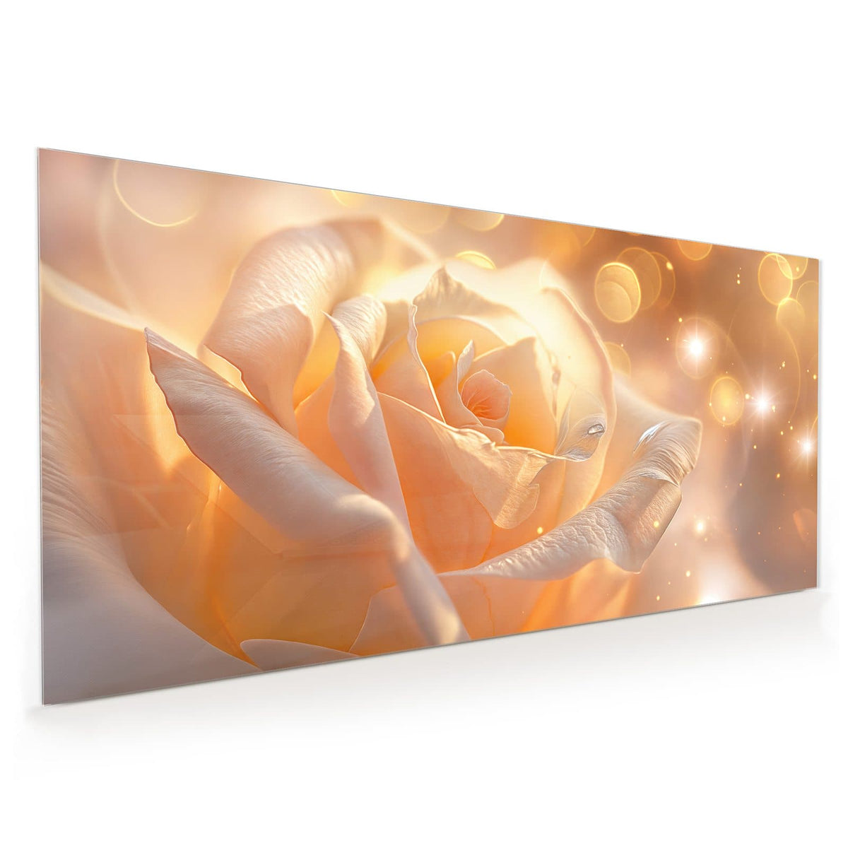 Küchenrückwand aus Glas im Hochformat: Cremeweiße bis apricotfarbene Rosenblüte in warmem Licht mit goldenen Lichtpunkten.