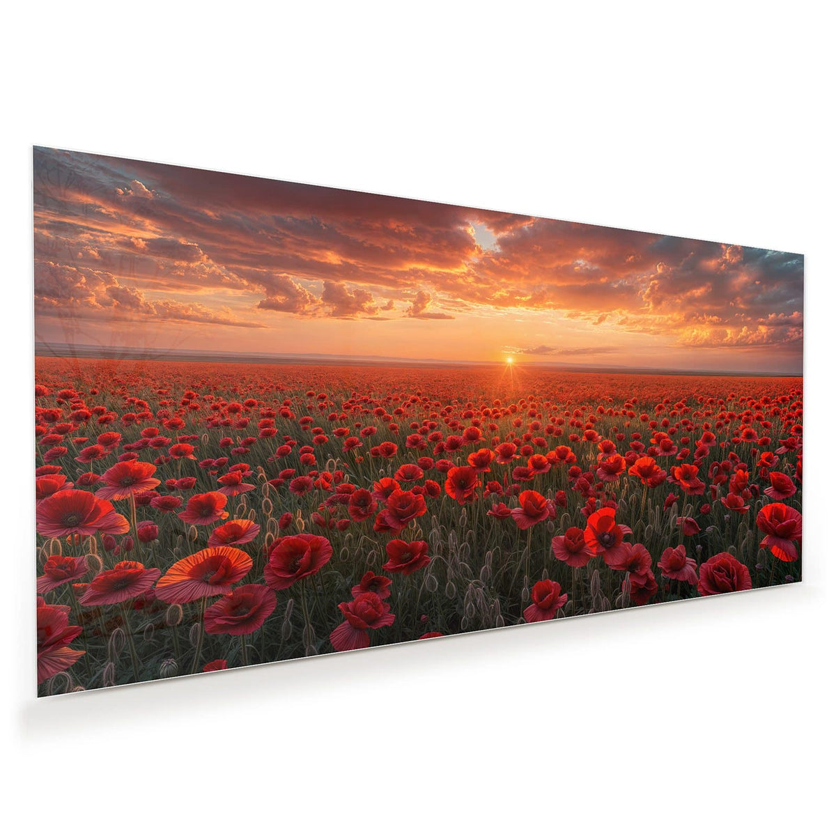 Weites rotes Mohnfeld, am Horizont die untergehende Sonne unter orangen Wolken.