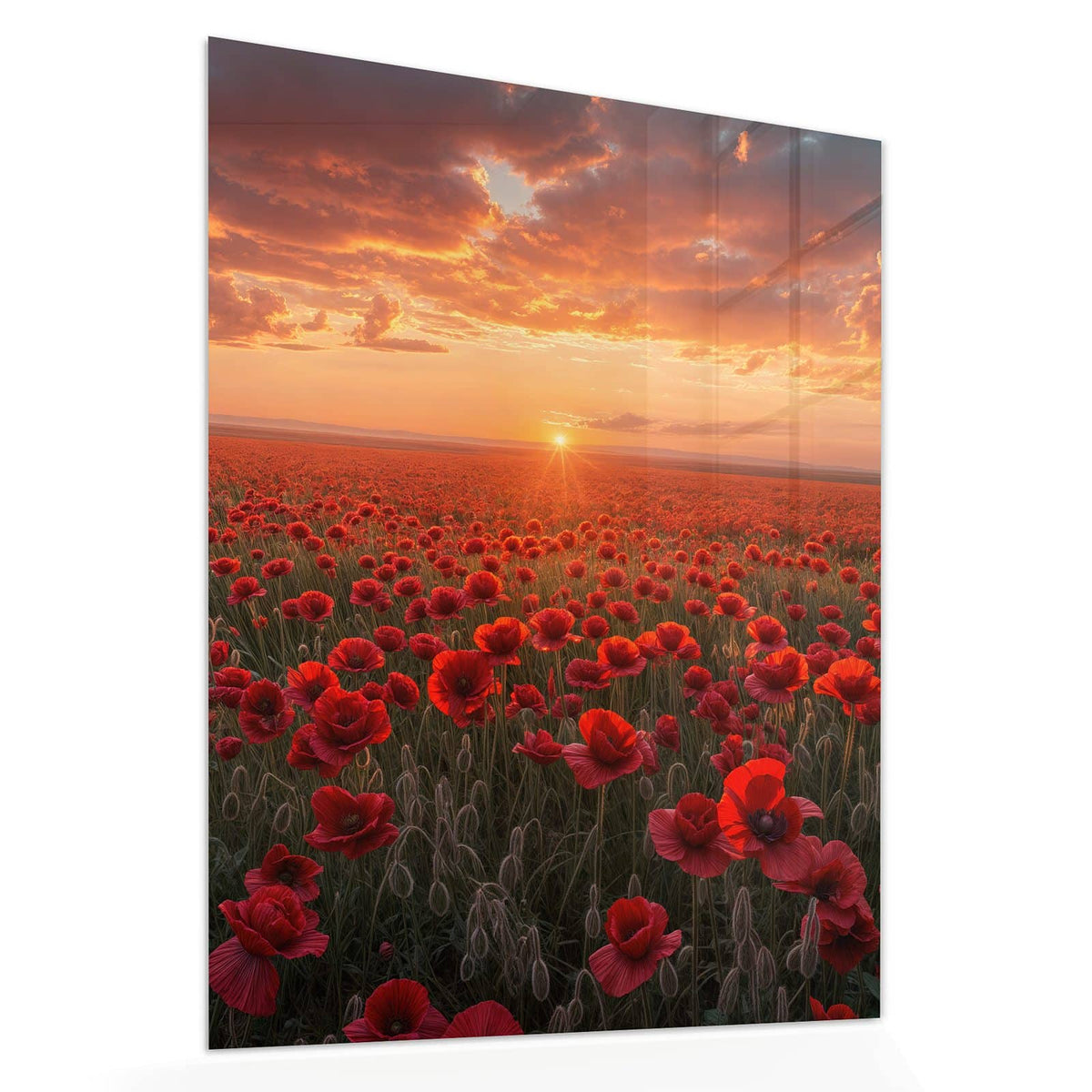 Echtglas, 4 mm – kein Acryl, keine Folie – Wandbild - Mohnfeld im Abendrot - Hochformat