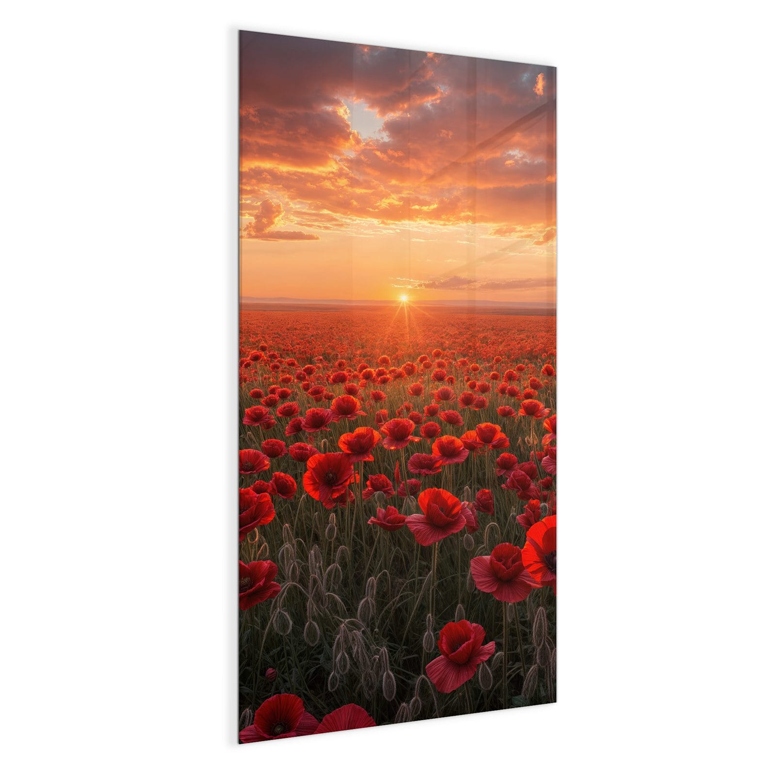 #grösse_50 x 100 cm