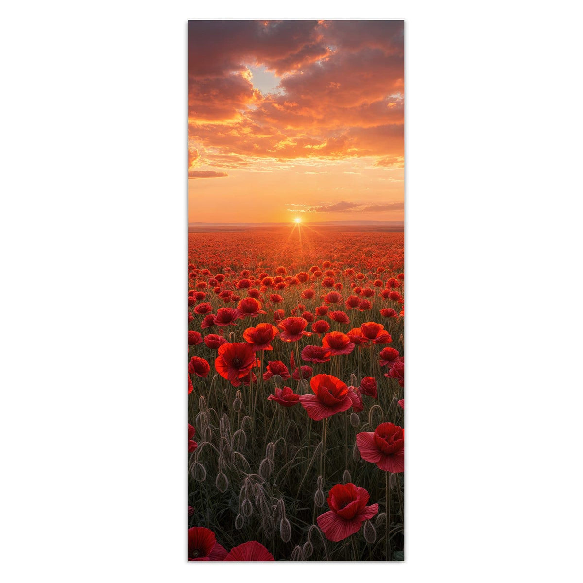 Weites rotes Mohnfeld, am Horizont die untergehende Sonne unter orangen Wolken.