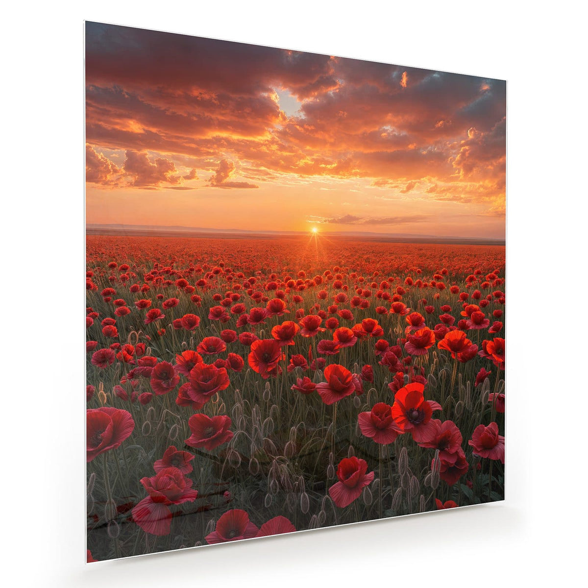 Weites rotes Mohnfeld, am Horizont die untergehende Sonne unter orangen Wolken.