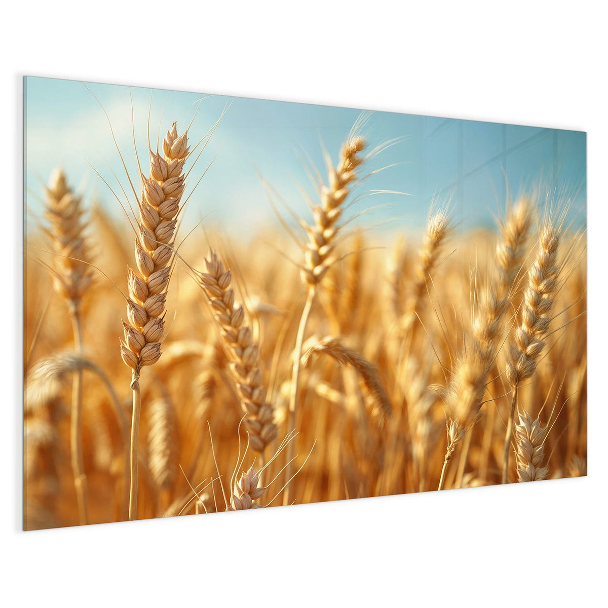 4 mm Glas statt lackiertem Blech – Magnettafel - Weizen im Sonnenlicht