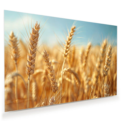 Wandbild mit dem Motiv Weizen im Sonnenlicht