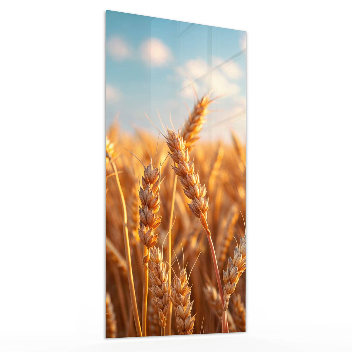 Glasbild Reifer Weizen von der Seite, 4 mm Echtglas