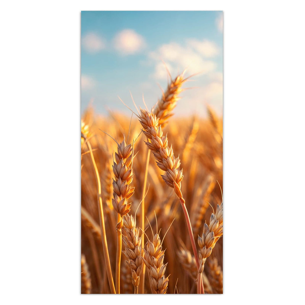 11 Größen – von 30 × 60 bis 60 × 150 cm – Wandbild - Reifer Weizen - Hochformat