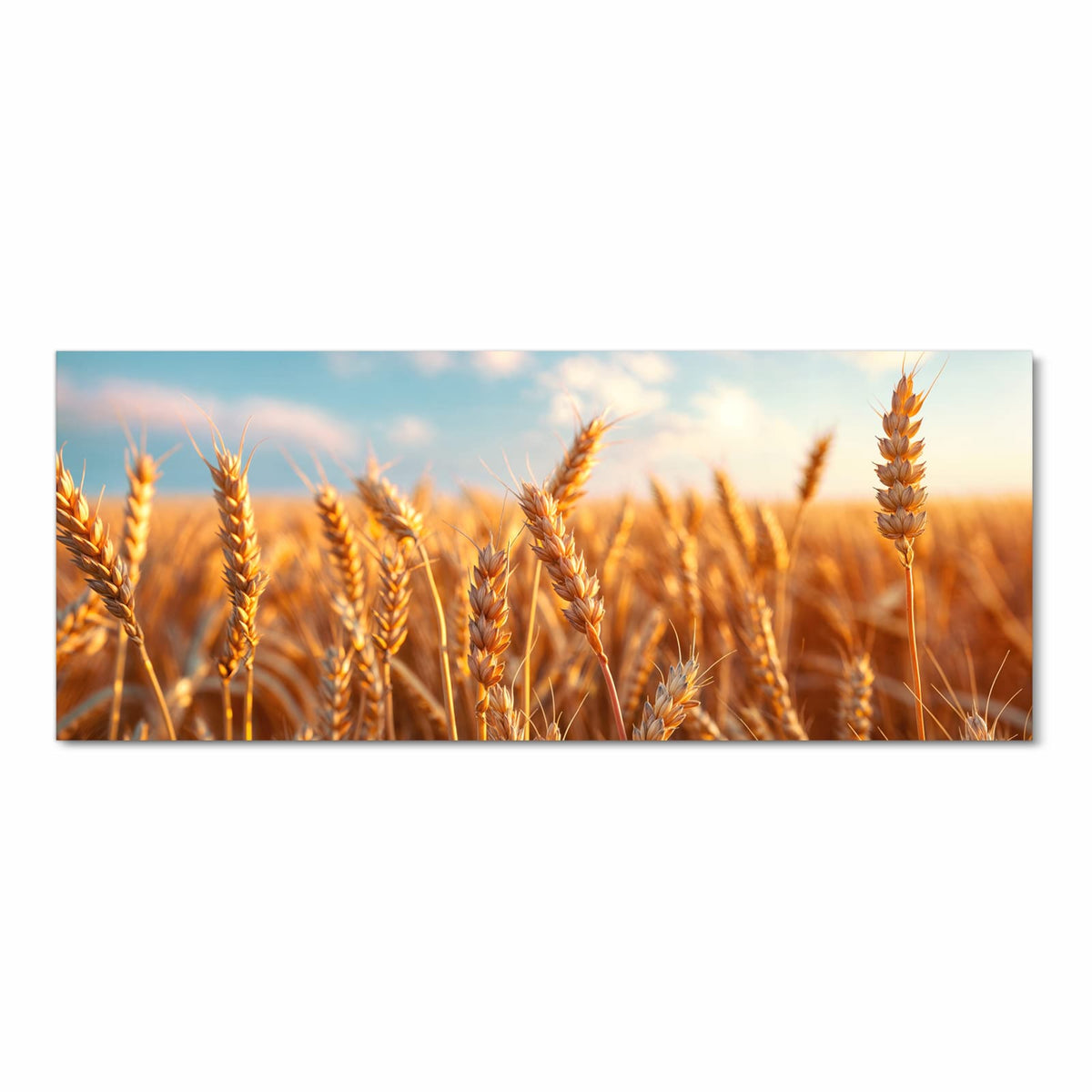 Reife Weizenähren im warmen Gegenlicht vor kräftig blauem Himmel mit Wölkchen