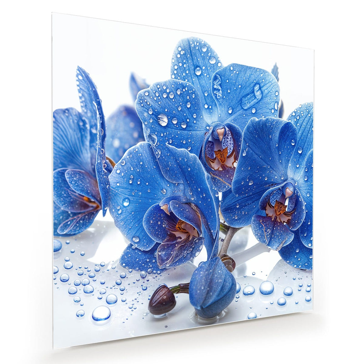 Kräftig blaue Orchideenblüten mit vielen Wassertropfen