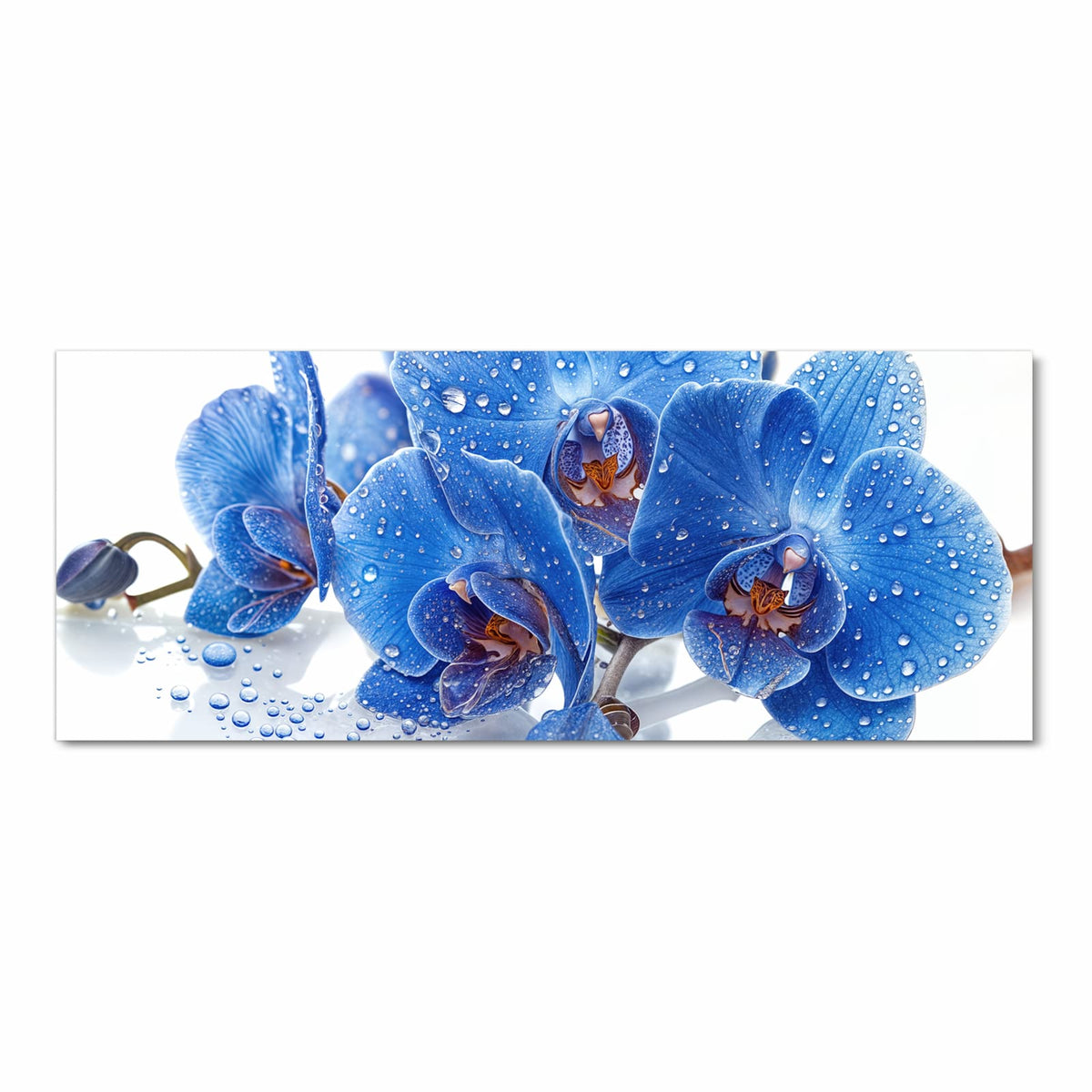 Kräftig blaue Orchideenblüten mit vielen Wassertropfen