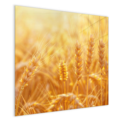 Magnettafel mit dem Motiv Weizen im Gegenlicht