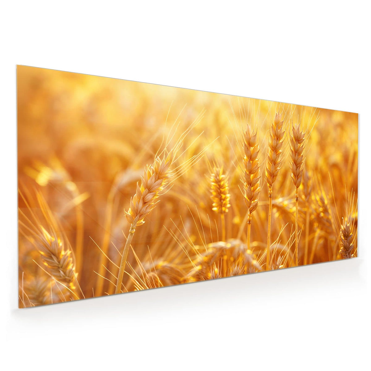 Küchenrückwand aus Glas im Hochformat: Nahaufnahme reifer Weizenähren im goldgelben Gegenlicht, Hintergrund unscharf