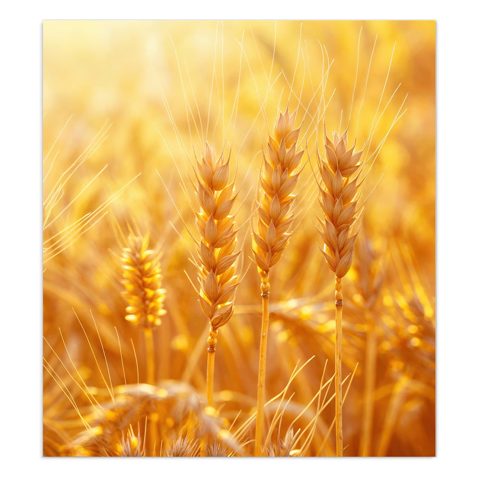 #grösse_90 x 100 cm