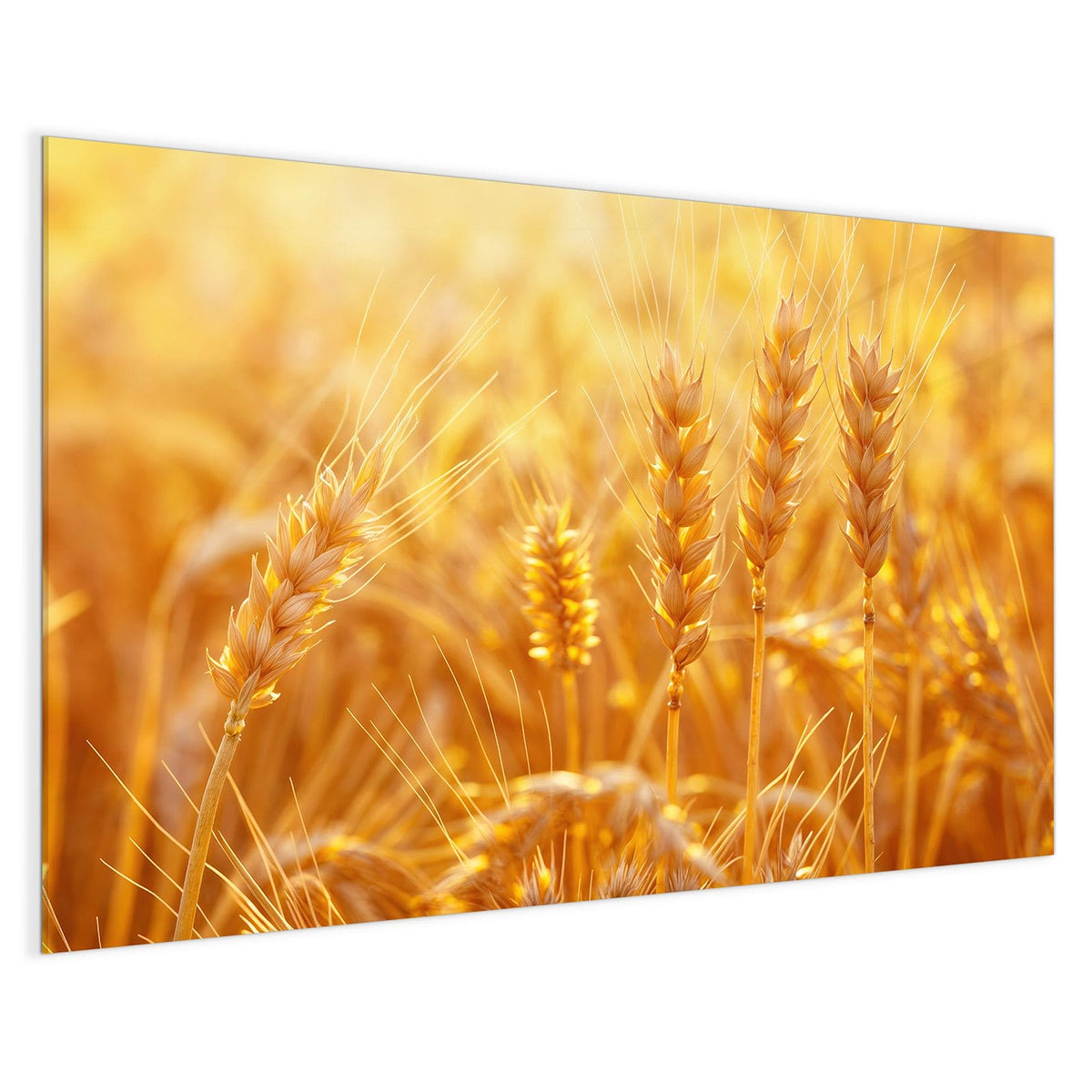 4 mm Glas statt lackiertem Blech – Magnettafel - Weizen im Gegenlicht