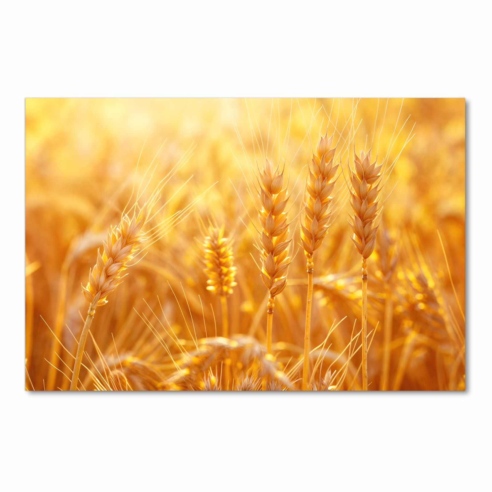 Pflegeleichter rutschfester Küchenläufer mit Motiv Sonnenuntergang von Weizenfeld in Frontansicht