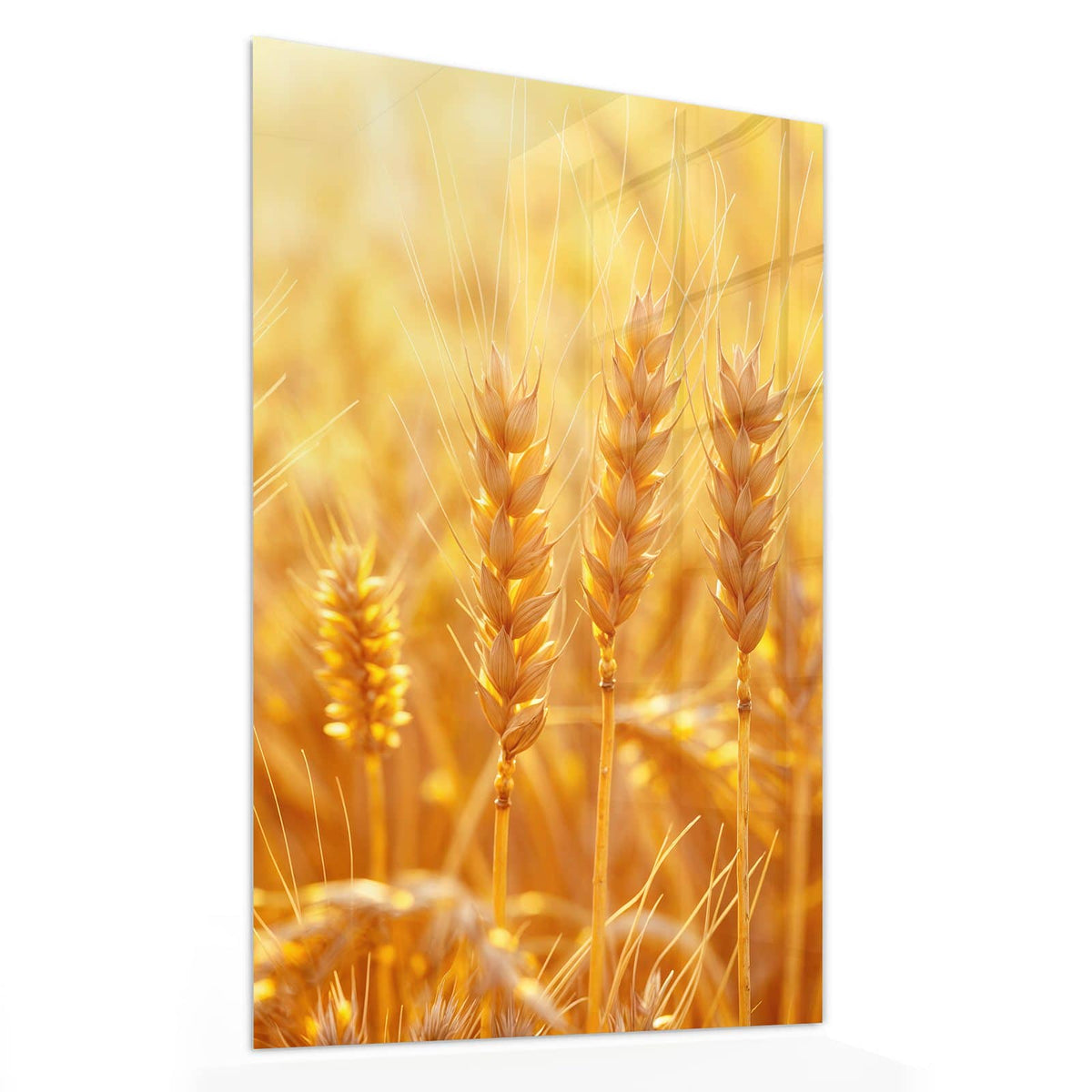 11 Größen – von 30 × 60 bis 60 × 150 cm – Wandbild - Weizen im Gegenlicht - Hochformat
