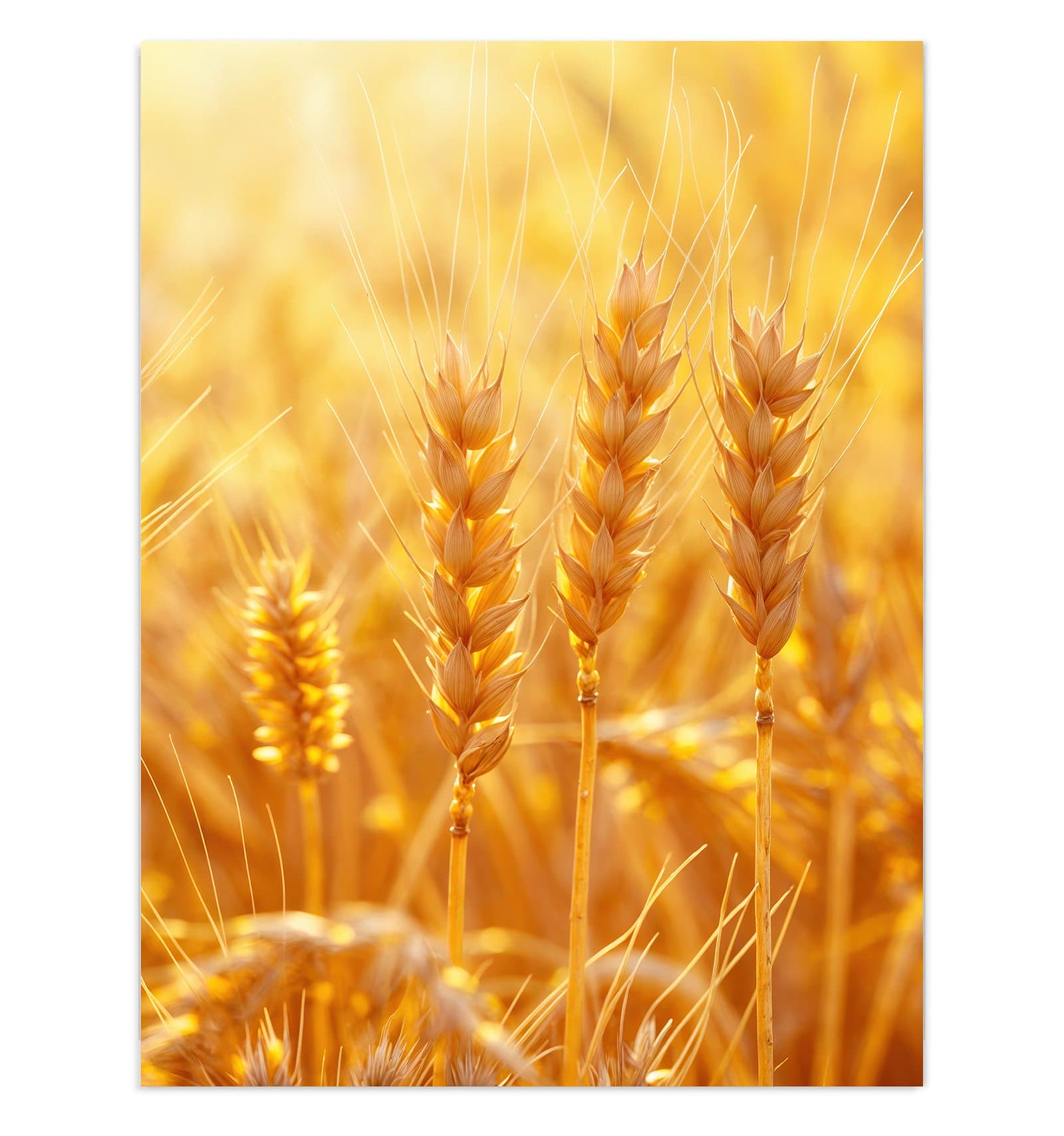 #grösse_30 x 40 cm #grösse_60 x 80 cm #grösse_75 x 100 cm