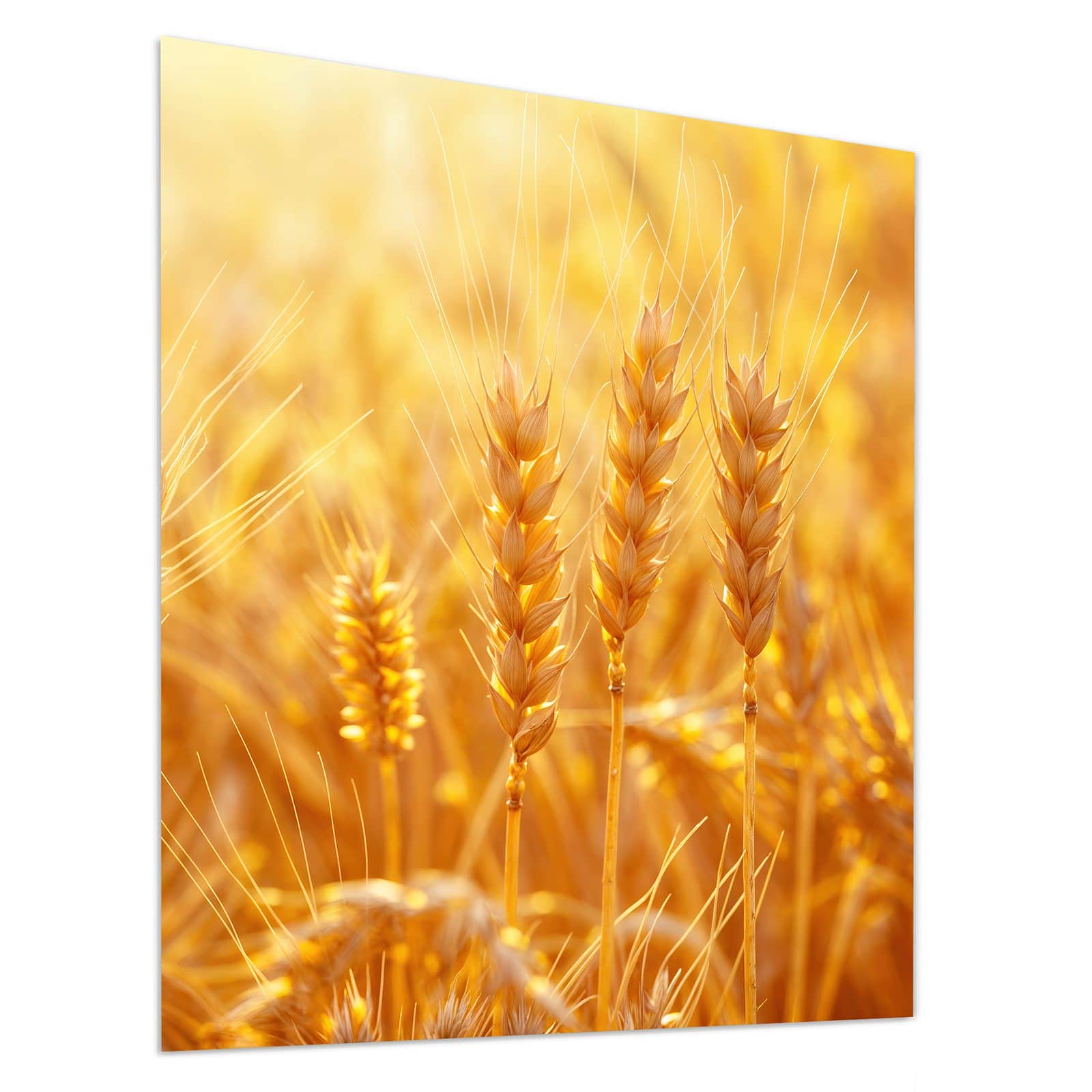 #grösse_90 x 100 cm